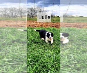 Border Collie Puppy for sale in CLARKRANGE, TN, USA