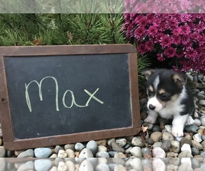 Pembroke Welsh Corgi Puppy for sale in ARCOLA, IL, USA