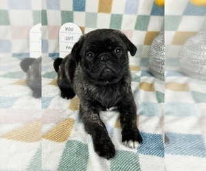 Pug Puppy for sale in FRANKLIN, IN, USA