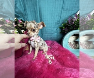 Chihuahua Puppy for sale in TRACY, CA, USA
