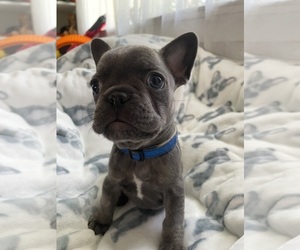 French Bulldog Puppy for sale in FORT MORGAN, CO, USA
