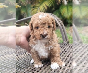 Poodle (Toy) Puppy for sale in TAMPA, FL, USA