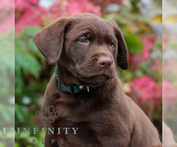 Medium Photo #2 Labrador Retriever Puppy For Sale in RICHLAND, PA, USA