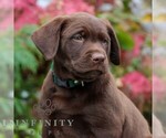 Small #1 Labrador Retriever