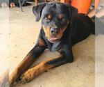 Small Photo #3 Rottweiler Puppy For Sale in San Antonio, TX, USA