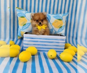 Pomeranian Puppy for sale in INDIANAPOLIS, IN, USA