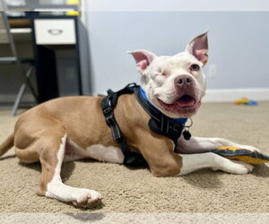 Wiggles - Female Mutt Dog for Adoption - Photo #2