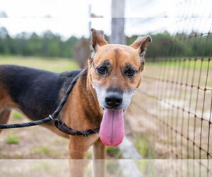 Mutt Dogs for adoption in oakland, FL, USA