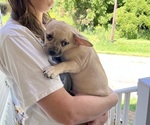 Puppy Gillian French Bullhuahua