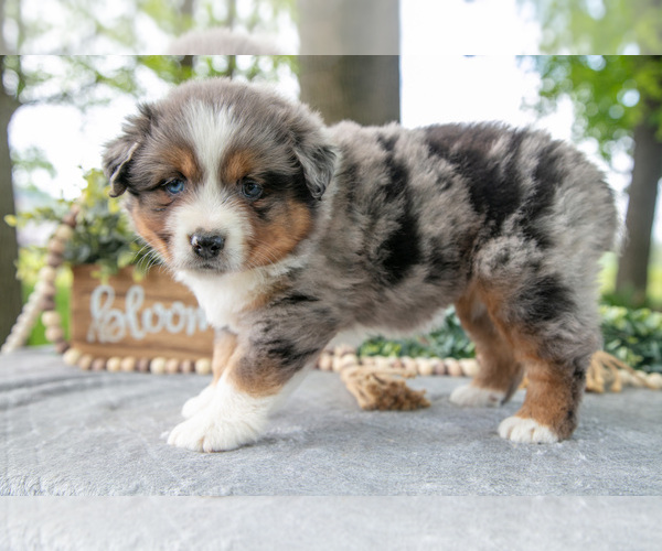 Medium Photo #16 Miniature American Shepherd Puppy For Sale in CHRISTIANA, PA, USA