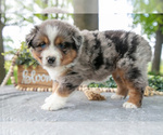 Small #2 Miniature American Shepherd