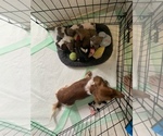 Small Photo #50 Dachshund Puppy For Sale in HONDO, TX, USA
