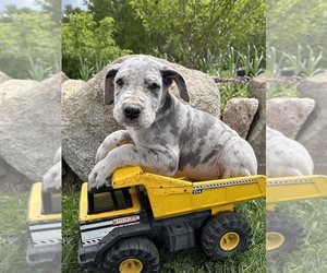 Great Dane Puppy for Sale in MIDDLEBURY, Indiana USA