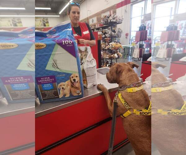 Medium Photo #16 Labrador Retriever-Unknown Mix Puppy For Sale in Atlanta, GA, USA