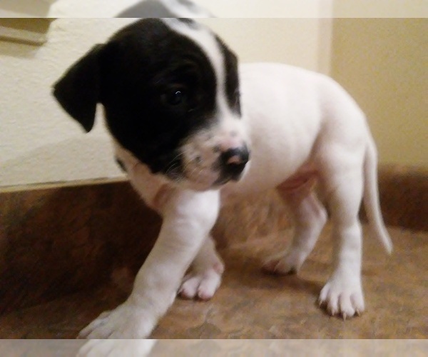 Medium Photo #5 America Bandogge Mastiff Puppy For Sale in MESA, AZ, USA