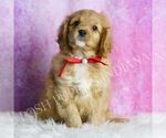 Small Cavapoo