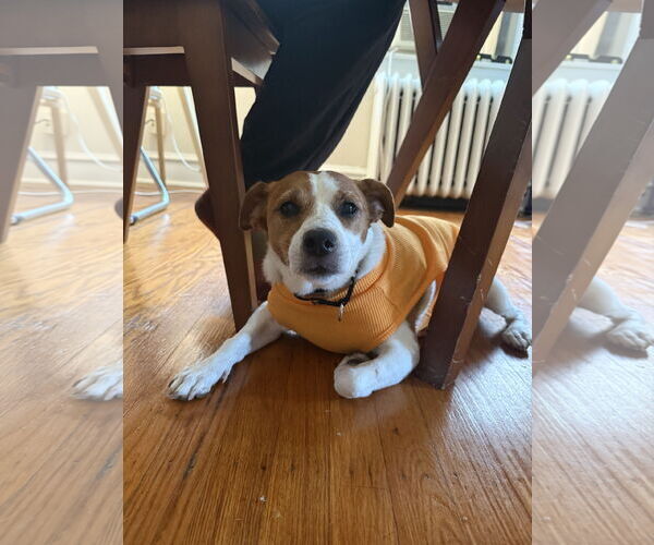 Medium Photo #61 Mutt Puppy For Sale in Philadelphia, PA, USA