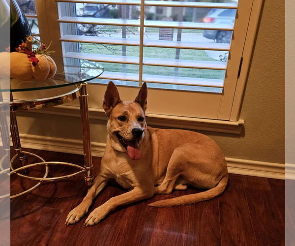 Medium Photo #7 Akita-Unknown Mix Puppy For Sale in McKinney, TX, USA