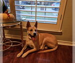 Small #6 Akita Mix