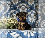 Small Photo #2 Yorkshire Terrier Puppy For Sale in QUARRYVILLE, PA, USA