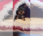Small Photo #3 Yorkshire Terrier Puppy For Sale in OTTAWA, OH, USA