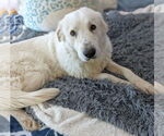 Small #7 Great Pyrenees