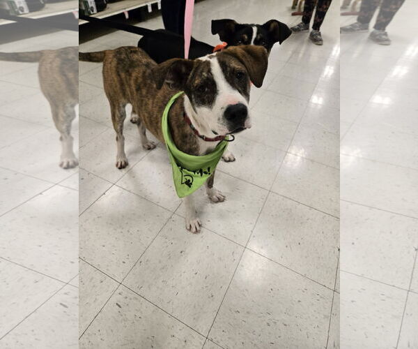 Medium Photo #8 Mutt Puppy For Sale in Minneapolis, MN, USA