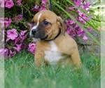 Small Photo #5 Beagle-English Bulldog Mix Puppy For Sale in NAPPANEE, IN, USA