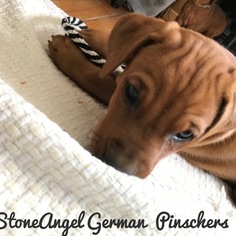 German Pinscher Puppy for sale in NORTH YARMOUTH, ME, USA