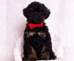 Small #4 Poodle (Toy)