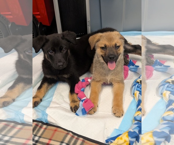Medium Photo #3 Mutt Puppy For Sale in Holly Springs, NC, USA