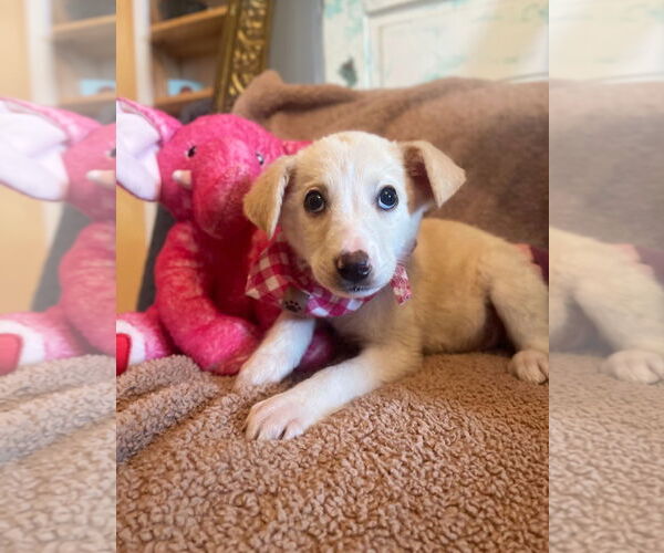 Medium Photo #2 Labrador Retriever-Unknown Mix Puppy For Sale in Rockaway, NJ, USA