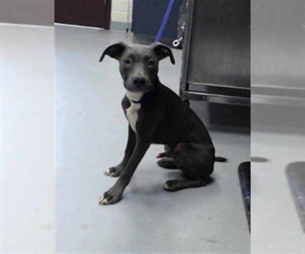 Medium Photo #1 Mutt Puppy For Sale in Fayetteville, NC, USA