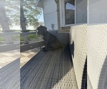 Small Photo #31 Cane Corso Puppy For Sale in STUART, IA, USA