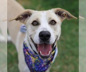 Mutt Dogs for adoption in San Antonio, TX, USA