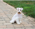 Small #18 Schnauzer (Miniature)