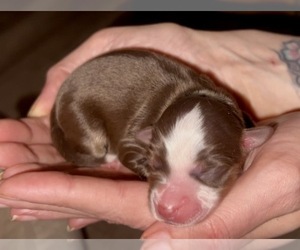 Medium Miniature Australian Shepherd