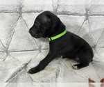 Small Photo #4 Great Dane Puppy For Sale in CONROE, TX, USA