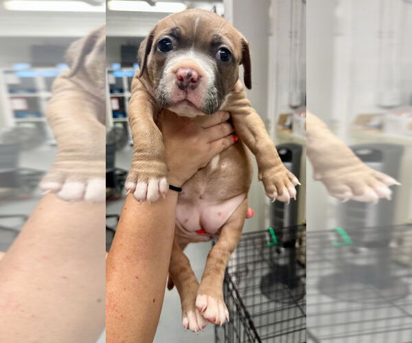 Medium Photo #2 American Staffordshire Terrier Puppy For Sale in Lawrenceville, NJ, USA