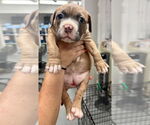 Small #1 American Staffordshire Terrier