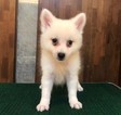 Small Photo #5 Japanese Spitz Puppy For Sale in HOLLYWOOD, CA, USA