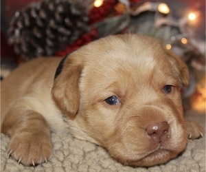 Medium Labrador Retriever