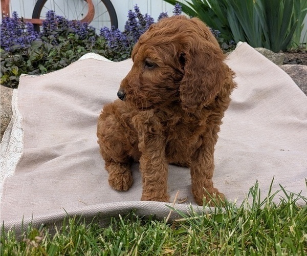 Medium Photo #71 Irish Doodle Puppy For Sale in GOSHEN, IN, USA