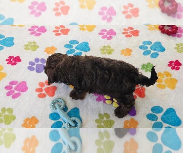 Medium Photo #13 Cavapoo (Miniature)-Poodle (Toy) Mix Puppy For Sale in ORO VALLEY, AZ, USA