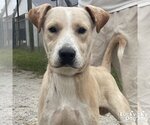 Small Photo #1 Labrador Retriever-Unknown Mix Puppy For Sale in Washington, DC, USA