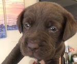 Small Photo #2 Labrador Retriever Puppy For Sale in FRESNO, CA, USA