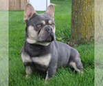 Small Photo #1 French Bulldog Puppy For Sale in GOSHEN, IN, USA