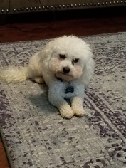 Bichon Frise Puppy for sale in LAWRENCEVILLE, GA, USA