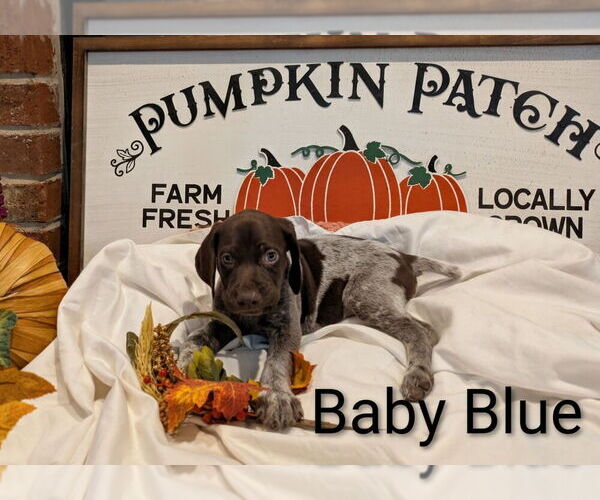 Medium Photo #1 German Shorthaired Pointer Puppy For Sale in CABOT, AR, USA