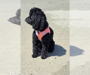 Father of the Maltipoo-Zuchon puppies born on 03/27/2026